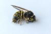 Vespula germanica